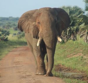 Stay Close to Nature at The Elephant Manor in Purongo or Enjoy the view of Lake Victoria in Bukaya-Jinja