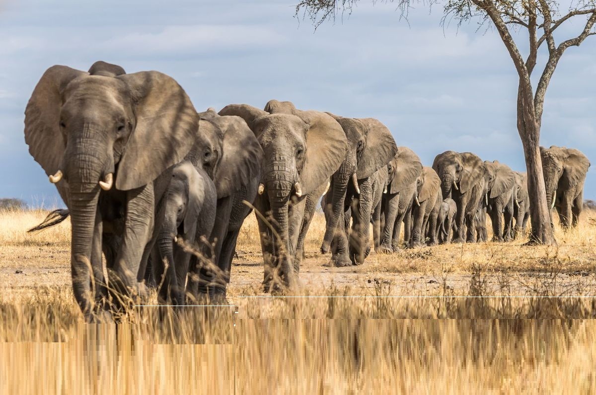Nature & Wildlife Atmosphere