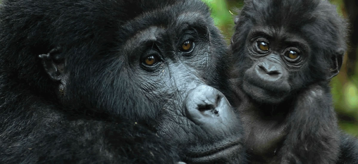 Uganda Gorilla Trekking - Fly In