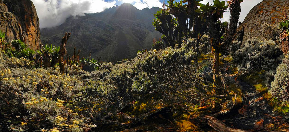 Kitandara (4027m) - Freshfi eld Pass (4282m)