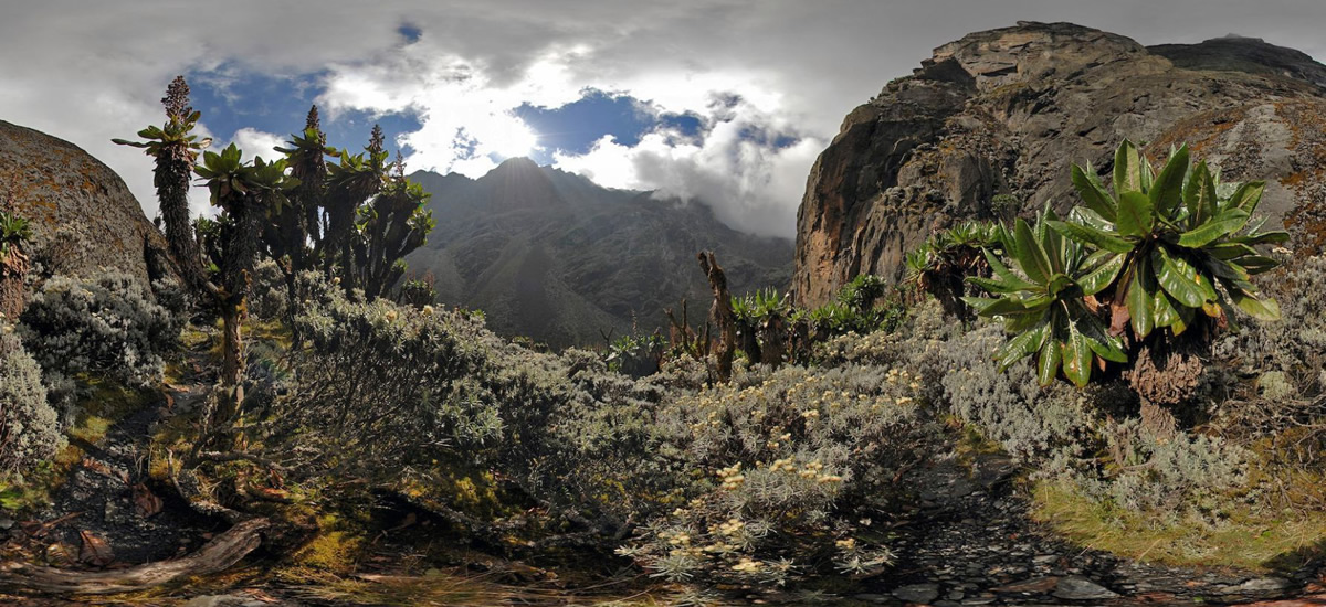 Nyakalengija (1615m) - Nyabitaba Hut (2651m)