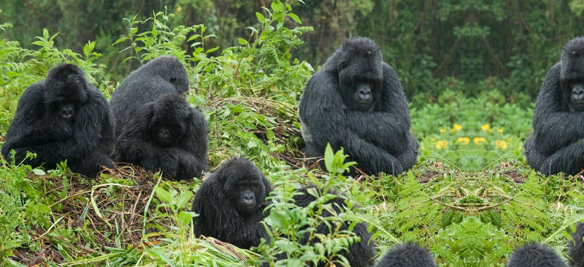 Bwindi Impenetrable National Park