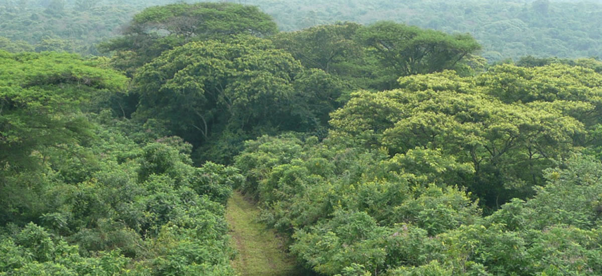 Kibale Forest National Park