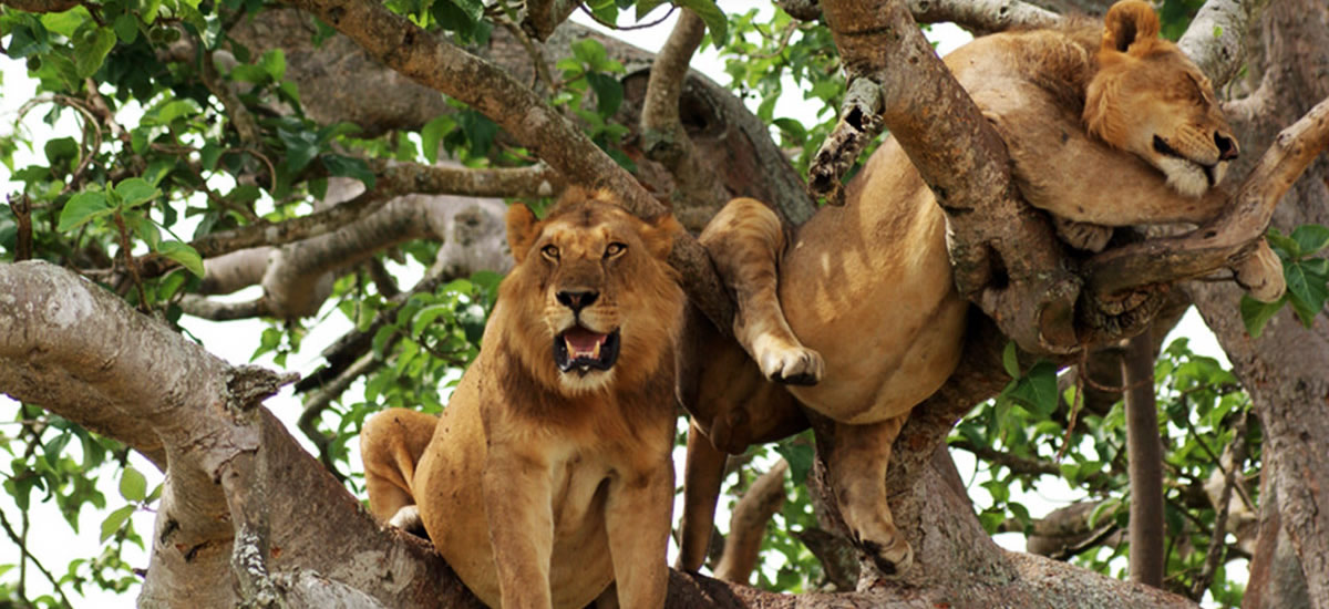 Primate and Wildlife Safari